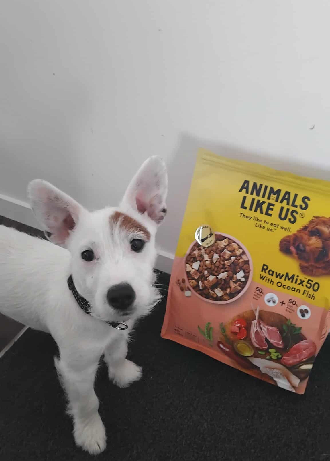 White dog standing next to a bag of 'Animals Like Us' raw mix food on a white background
