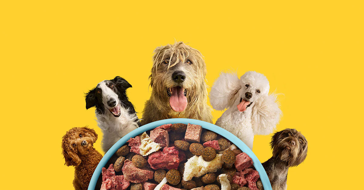 Dog Feeding Calculator