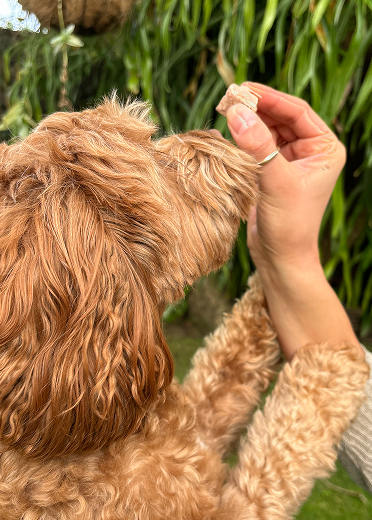 Brown dog interacting with a hand holding a treat in front of green foliage