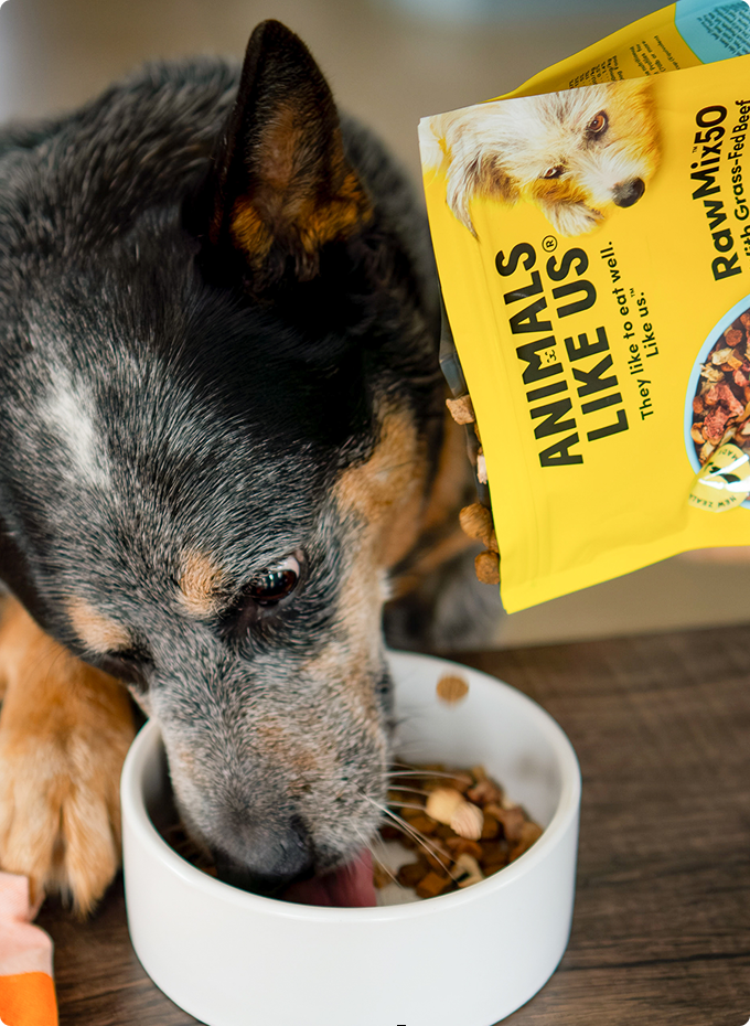 Dog eating from a bowl with a package of 'Animals Like Us' RawMix50 in the background.