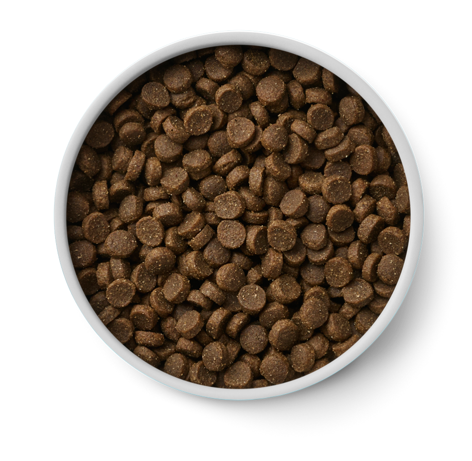 White bowl filled with brown dog food pellets on a white background