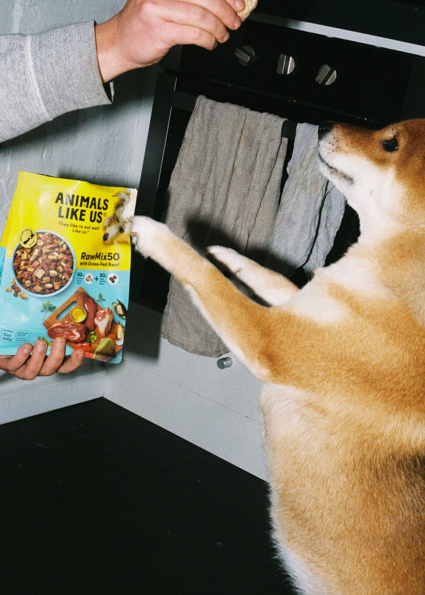 Goji the Shiba Inu reaching for a treat held by a person next to a bag of 'Animals Like Us' dog food.