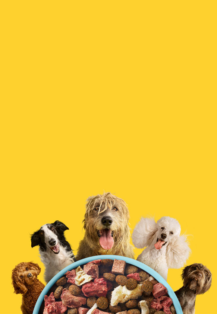 Group of dogs around a bowl filled with dog treats on a yellow background