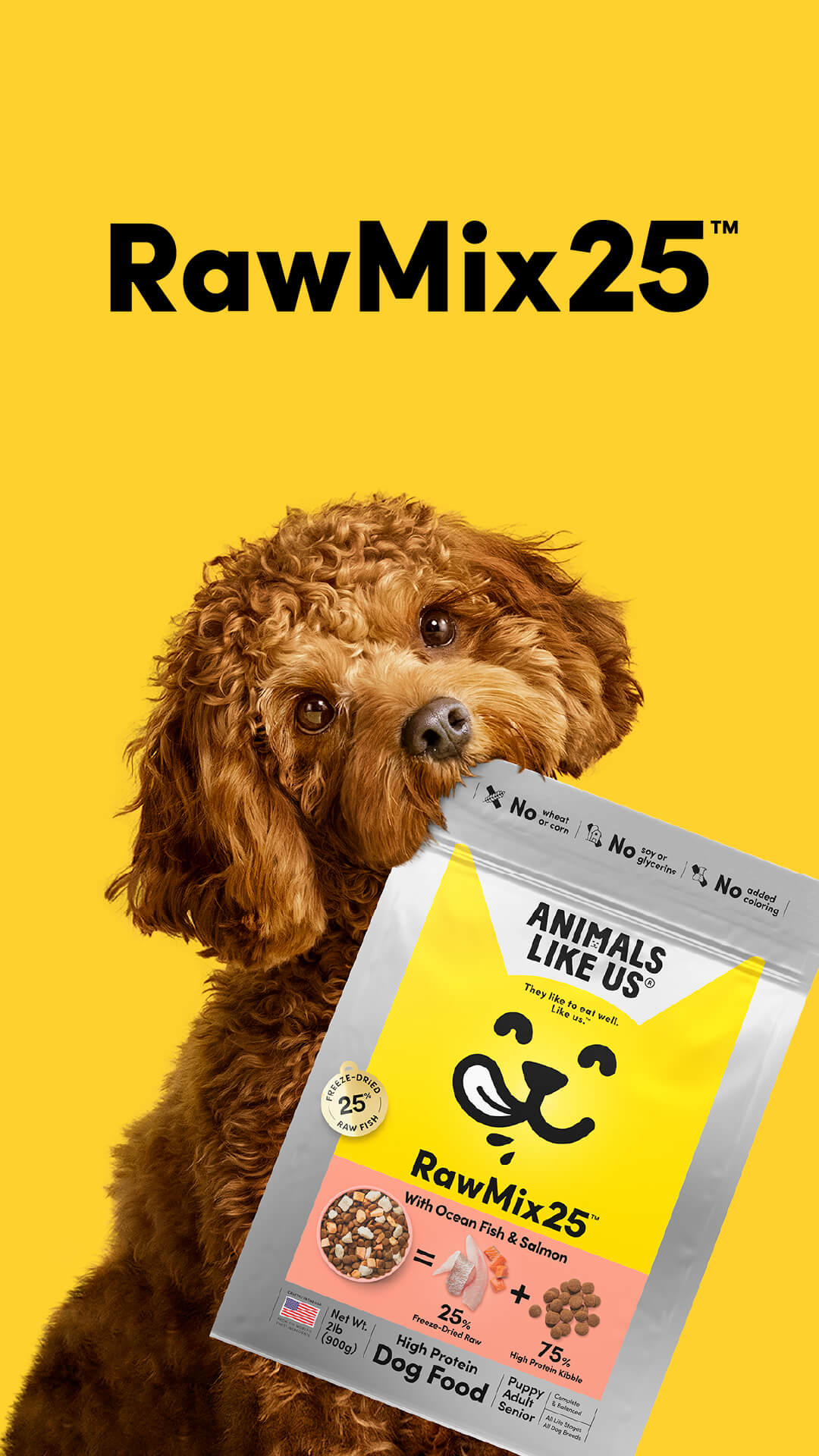 Dog holding a package of RawMix25 dog food against a yellow background