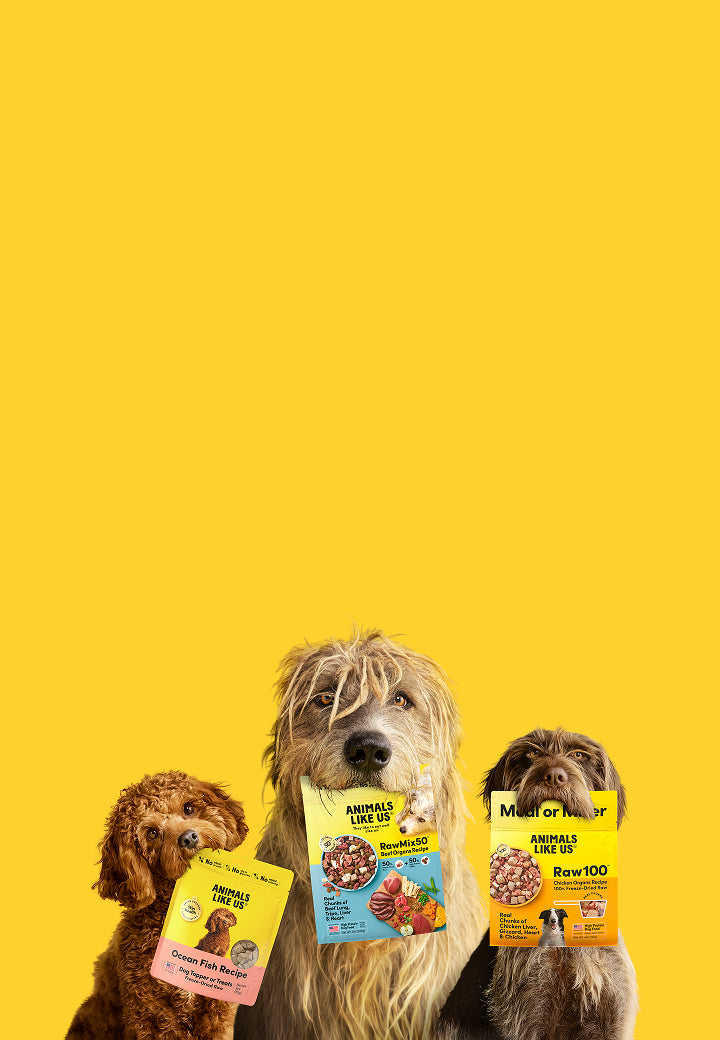 Three dogs holding Meow Mix packages against a yellow background