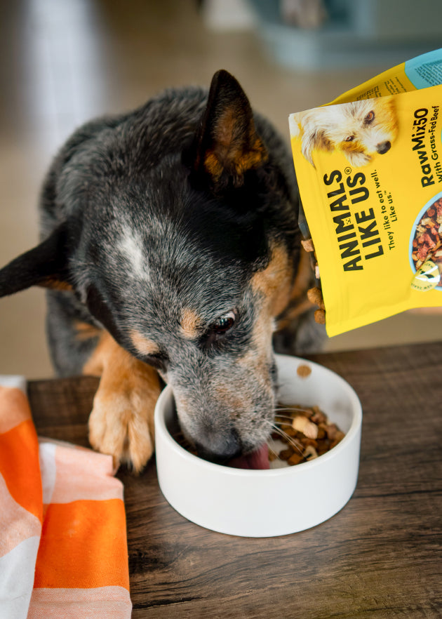 Dog eating from a bowl with a package of RawMix50 dog food in the background