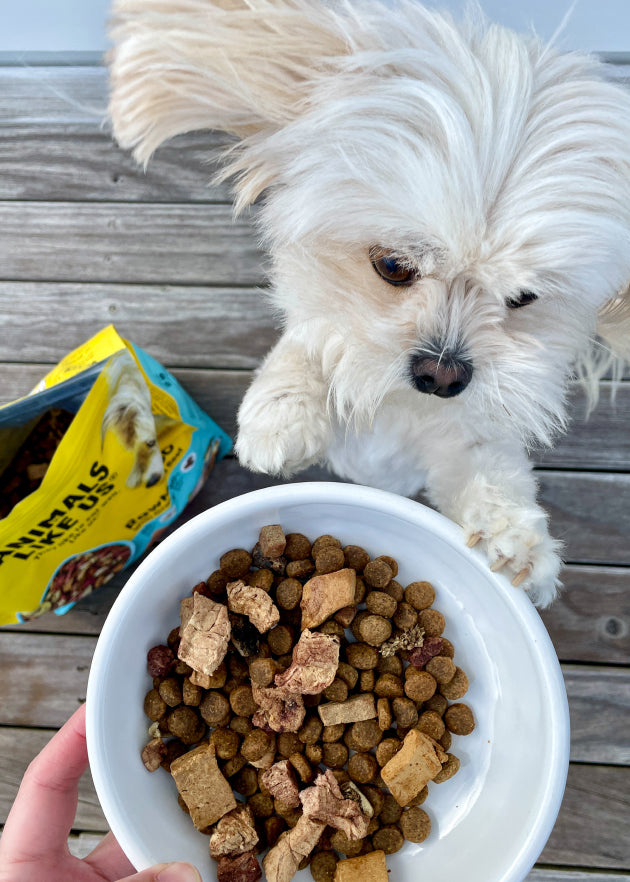Small white dog sitting next to a bowl of kibble with a bag of kibble in the background.